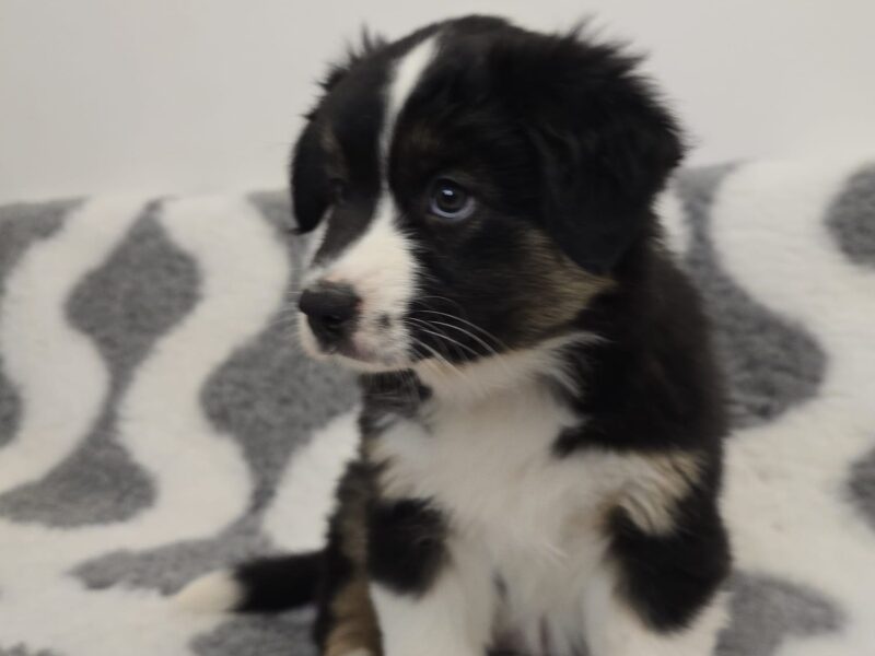 Owczarek australijski suczka Black Tri Be My Angel Eyes