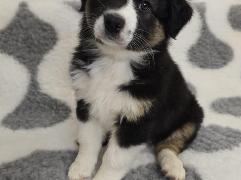 Owczarek australijski suczka Black Tri Be My Angel Eyes