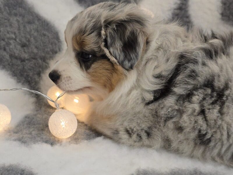 Owczarek Australijski suczka blue merle
