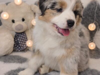 Owczarek Australijski suczka blue merle