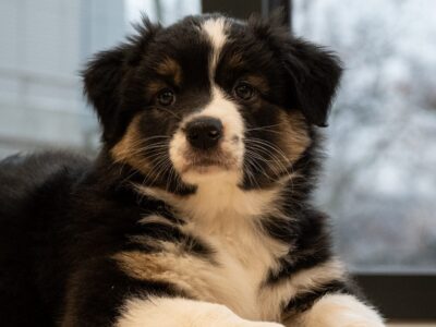 Owczarek australijski suczka Black Tri Be My Angel Eyes