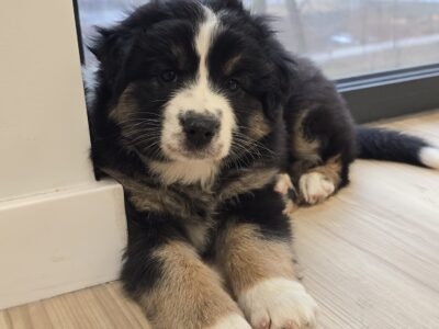 Owczarek australijski suczka Black tri Be My Secret Wish