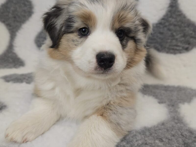 Owczarek Australijski suczka blue merle