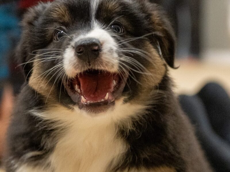 Owczarek australijski suczka Black Tri Be My Angel Eyes