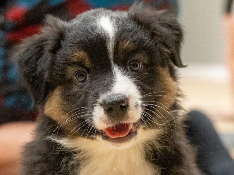 Owczarek australijski suczka Black Tri Be My Angel Eyes