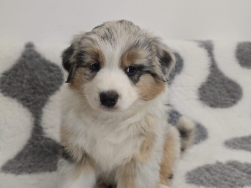 Owczarek Australijski suczka blue merle