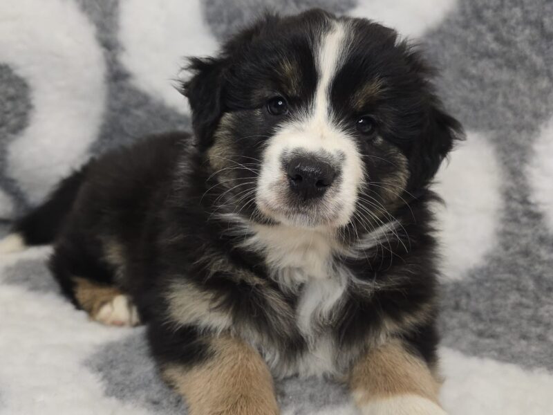 Owczarek australijski suczka Black tri Be My Secret Wish