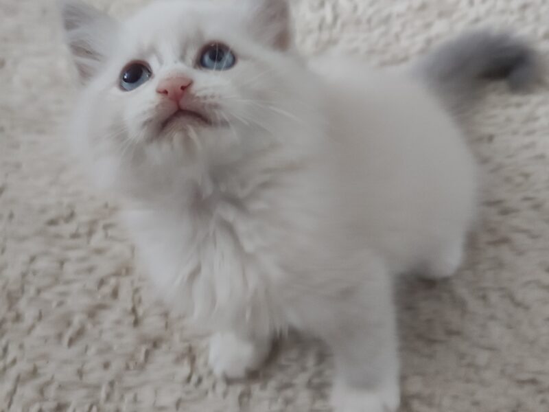 ZOYA DUMKA PL śliczne kocięta syberyjskie neva masquerade