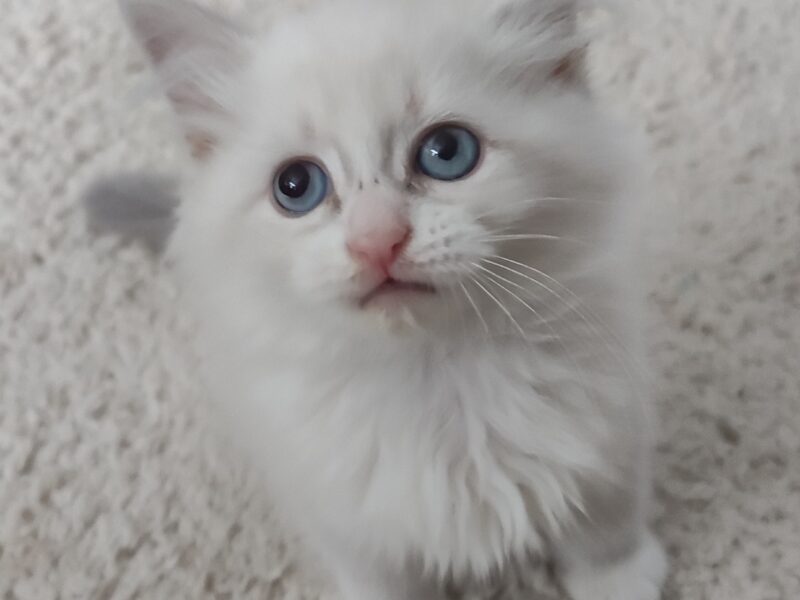 ZOYA DUMKA PL śliczne kocięta syberyjskie neva masquerade