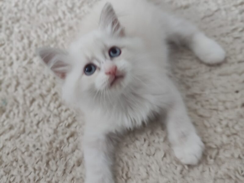 ZOYA DUMKA PL śliczne kocięta syberyjskie neva masquerade