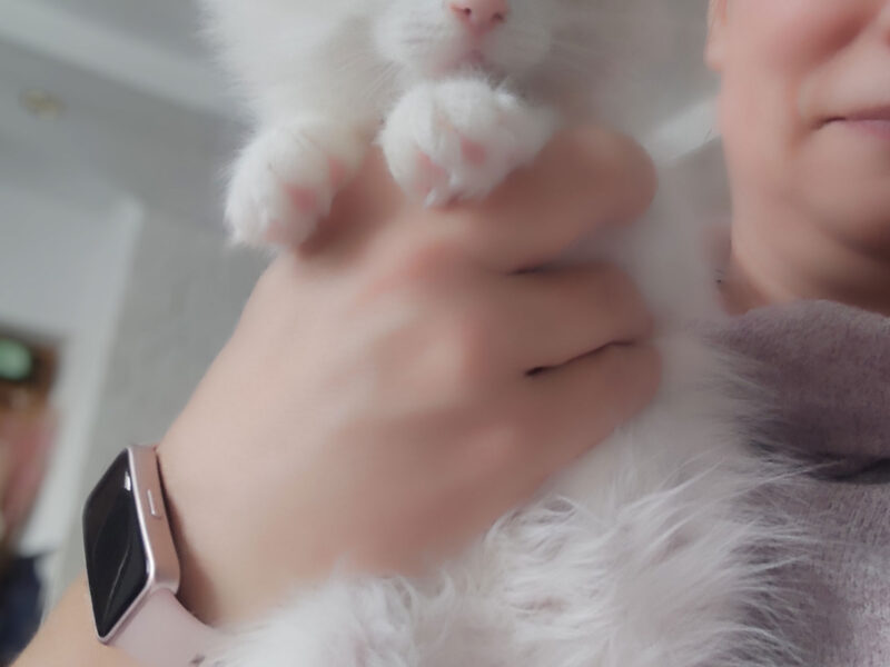 ZAZU Dumka PL śliczny kocurek syberyjski neva masquerade