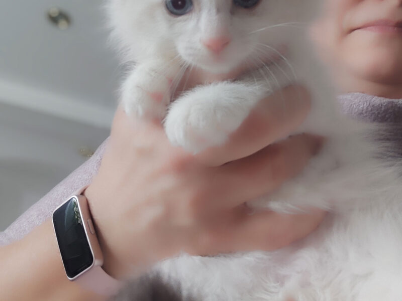 ZAZU Dumka PL śliczny kocurek syberyjski neva masquerade