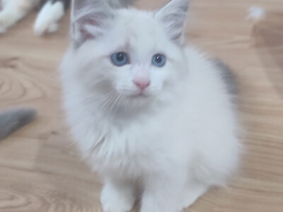 ZAZU Dumka PL śliczny kocurek syberyjski neva masquerade