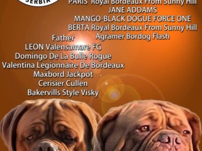 Szczenięta Dogue de Bordeaux