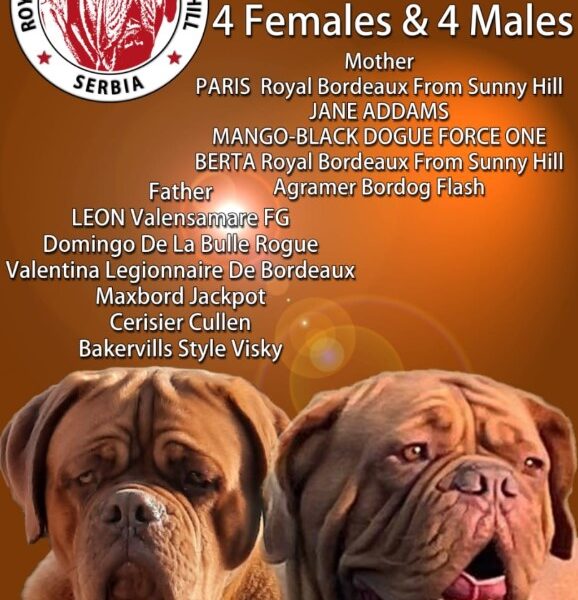 Szczenięta Dogue de Bordeaux