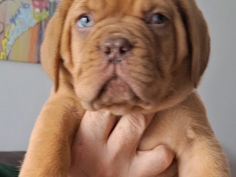 Szczenięta Dogue de Bordeaux