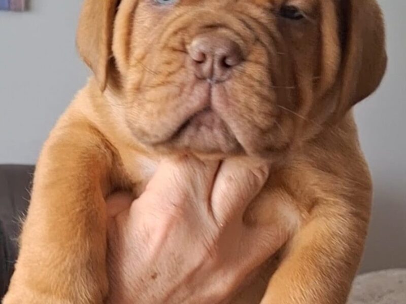 Szczenięta Dogue de Bordeaux