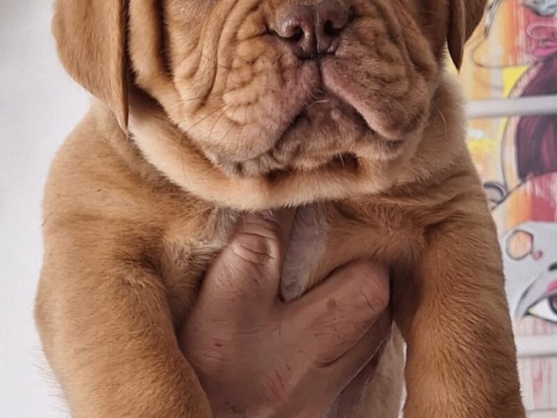 Szczenięta Dogue de Bordeaux