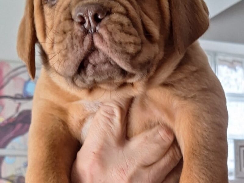Szczenięta Dogue de Bordeaux