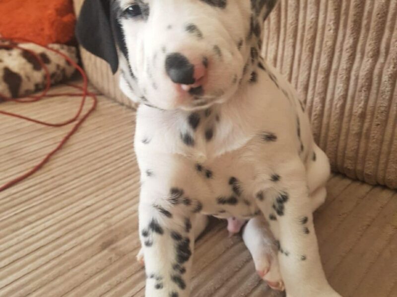 Szczeniaki dalmatyńczyka