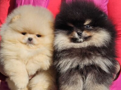 Pomeranian BOO „misie”, szczenięta szpica pomerańskiego