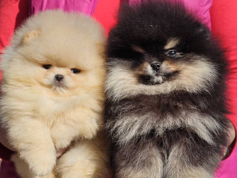Pomeranian BOO „misie”, szczenięta szpica pomerańskiego