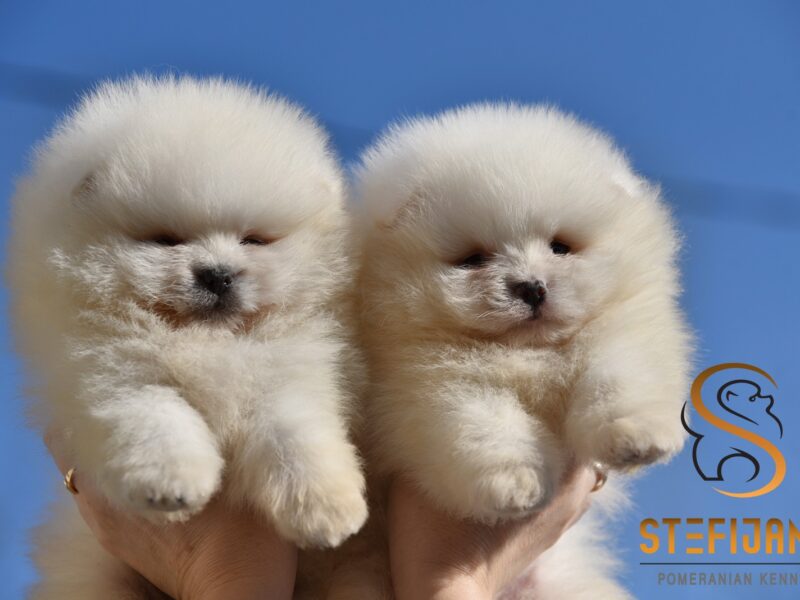 Pomeranian BOO „misie”, szczenięta szpica pomerańskiego