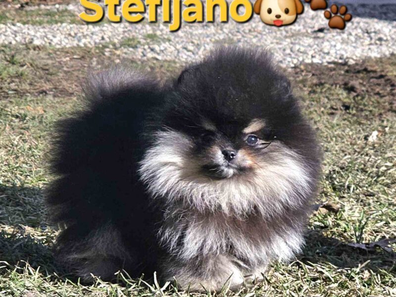 Pomeranian BOO „misie”, szczenięta szpica pomerańskiego