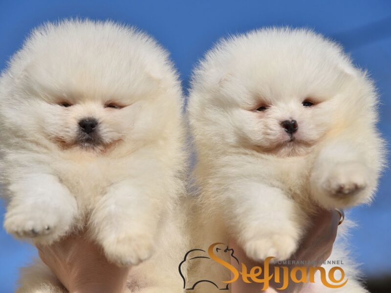 Pomeranian BOO „misie”, szczenięta szpica pomerańskiego