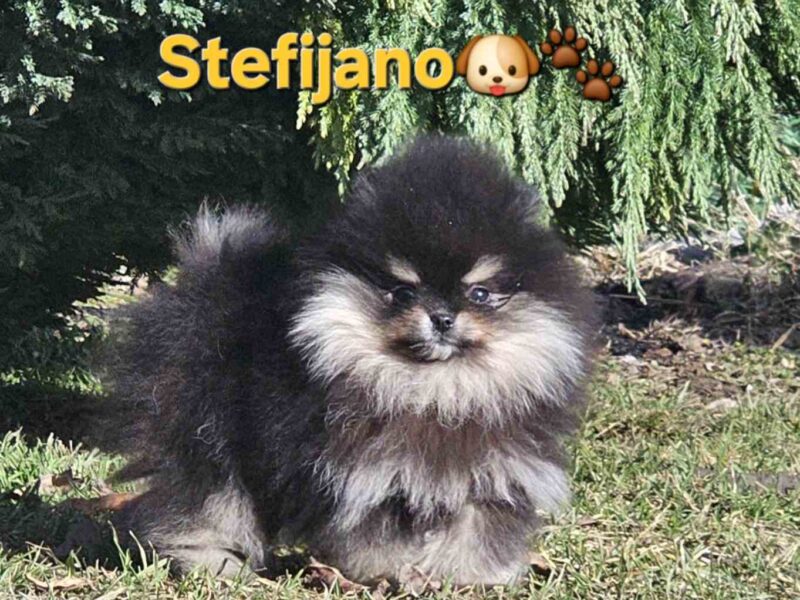 Pomeranian BOO „misie”, szczenięta szpica pomerańskiego