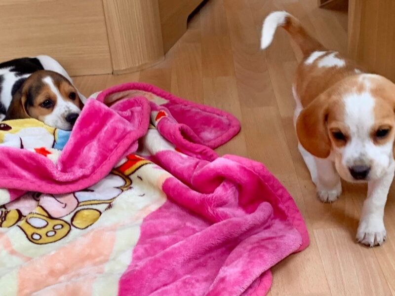 Szczeniaki beagle