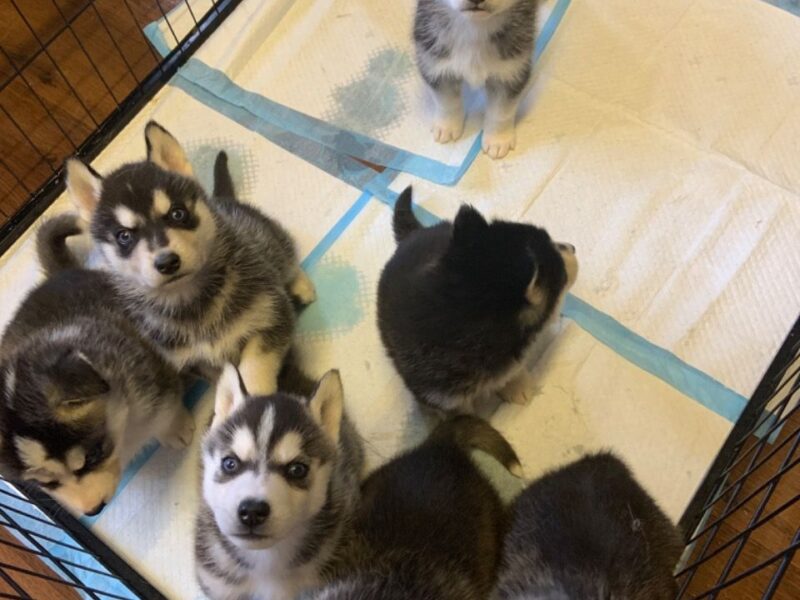 Szczeniaki Siberian Husky