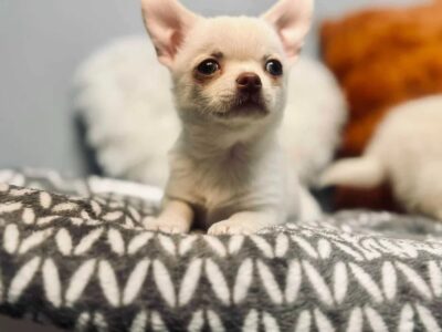 Cudowny chłopczyk chihuahua krótkowłosy kremowy