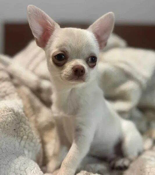 Cudowny chłopczyk chihuahua krótkowłosy kremowy