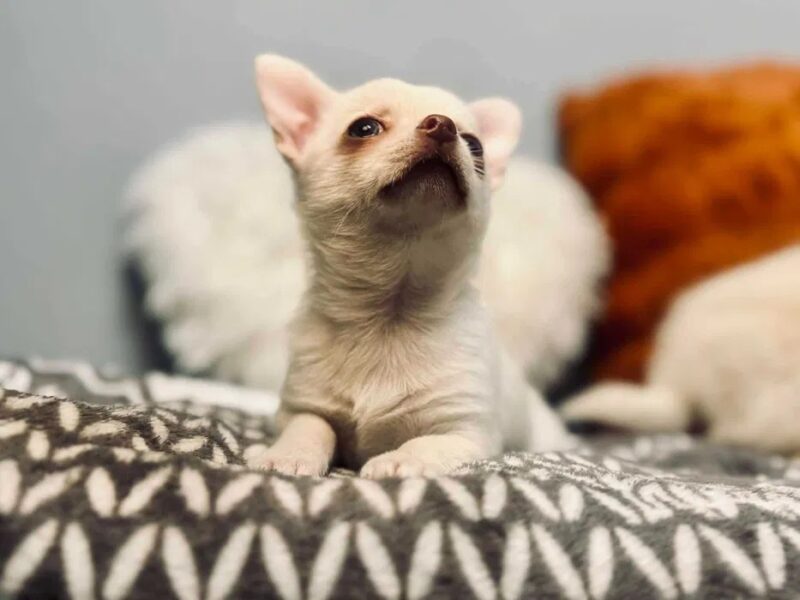 Cudowny chłopczyk chihuahua krótkowłosy kremowy