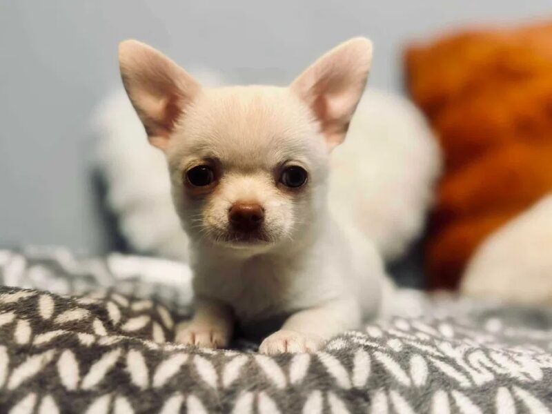 Cudowny chłopczyk chihuahua krótkowłosy kremowy