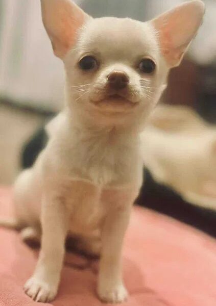 Cudowny chłopczyk chihuahua krótkowłosy kremowy