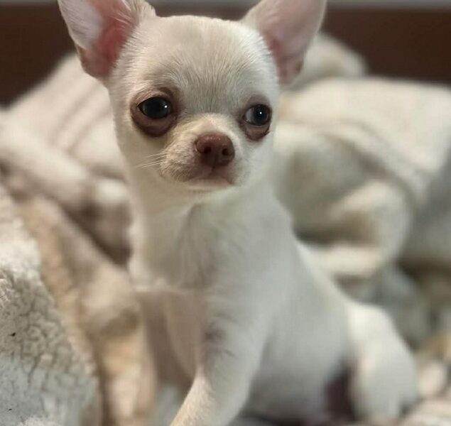 Cudowny chłopczyk chihuahua krótkowłosy kremowy