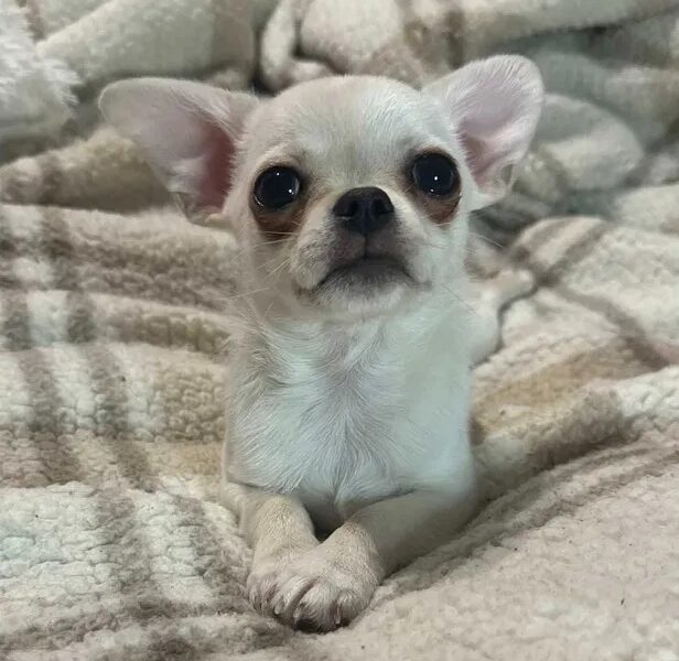 Piękny chłopczyk chihuahua krótkowłosy jasnokremowy