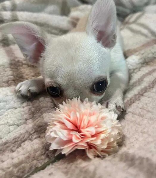 Piękny chłopczyk chihuahua krótkowłosy jasnokremowy