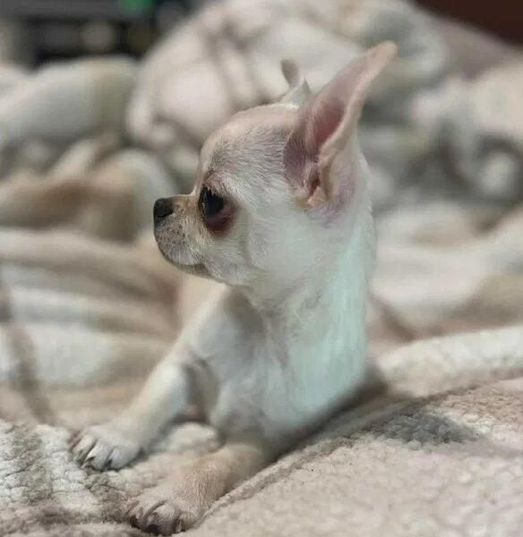 Piękny chłopczyk chihuahua krótkowłosy jasnokremowy