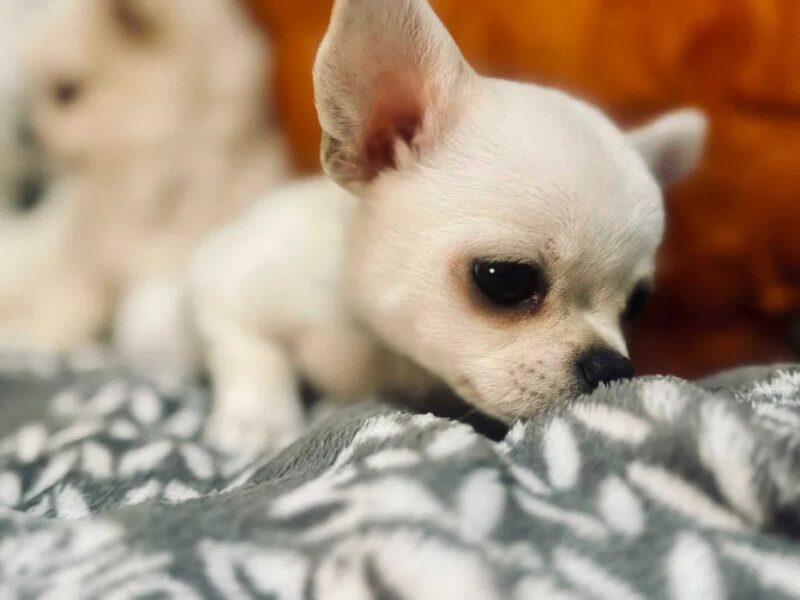 Piękny chłopczyk chihuahua krótkowłosy jasnokremowy