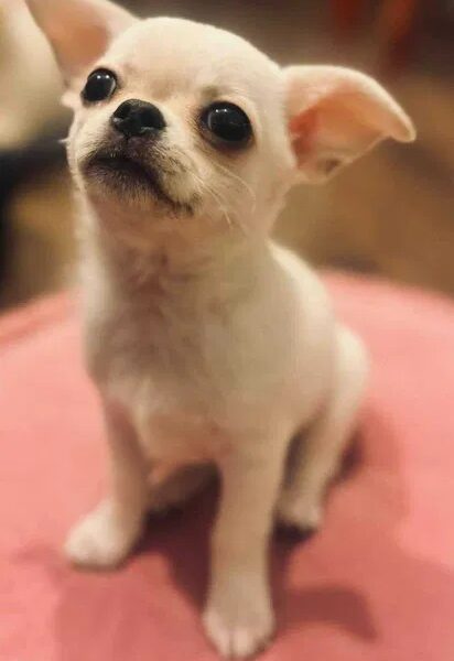 Piękny chłopczyk chihuahua krótkowłosy jasnokremowy