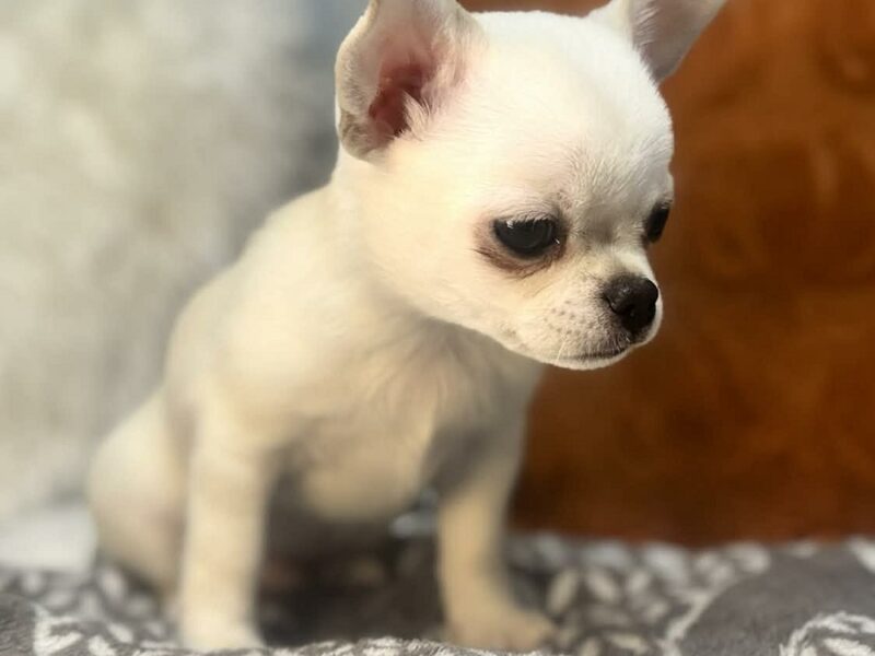 Piękny chłopczyk chihuahua krótkowłosy jasnokremowy