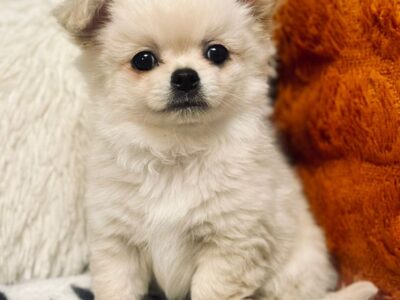 Piesek długowłosy biszkoptowy chihuahua