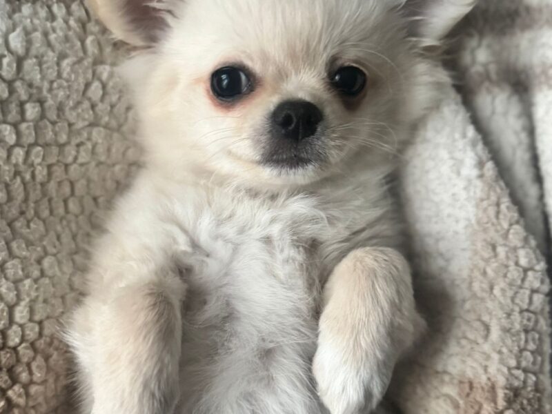 Piesek długowłosy biszkoptowy chihuahua