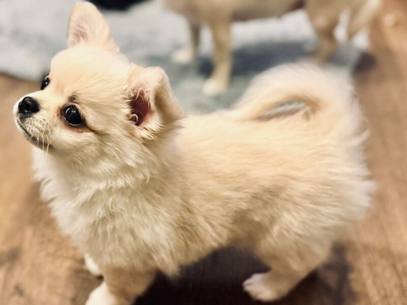 Piesek długowłosy biszkoptowy chihuahua