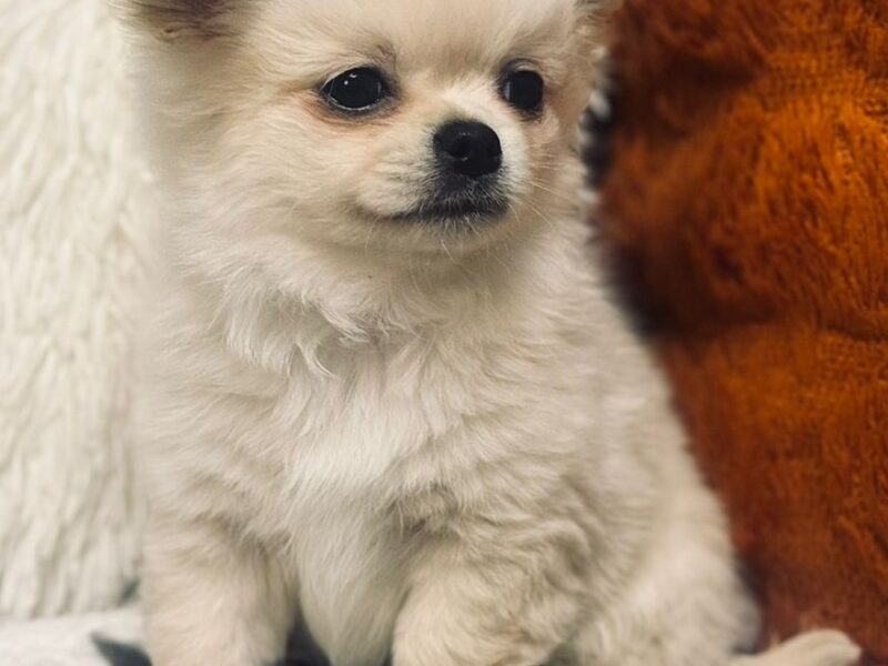 Piesek długowłosy biszkoptowy chihuahua