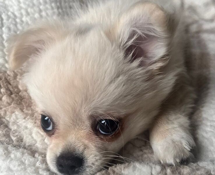 Piesek długowłosy biszkoptowy chihuahua