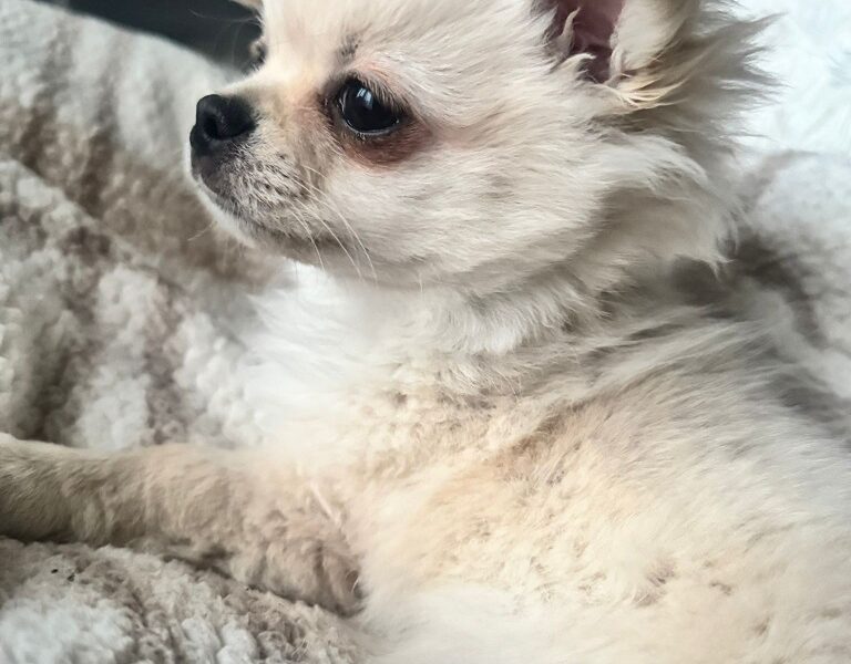 Piesek długowłosy biszkoptowy chihuahua